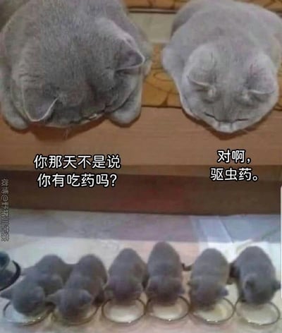图片上半部分是两只灰色成年猫趴在木质架子上，低头相对，左侧猫咪配文“你那天不是说你有吃药吗?”，右侧猫咪回应“对啊，驱虫药。”。下半部分有六只灰色幼猫整齐排列，正低头从透明小碗中喝奶。整体画面温馨又带点幽默，通过拟人化对话制造反差萌，展现了猫咪家庭的有趣日常。