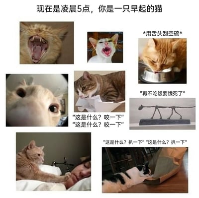 这是一组以“现在是凌晨5点，你是一只早起的猫”为主题的多图拼接趣味图文，通过8张不同的猫咪实拍图搭配贴合猫咪行为的文字，生动还原了早起猫咪的一系列典型状态：先是打哈欠醒来，随后因饥饿用舌头刮空碗，发出“再不吃饭要饿死了”的抱怨；接着对周围事物充满好奇心，看到纸制品就想咬，看到袋子就想扒拉；最后还会用爪子触碰正在睡觉的主人，全方位复刻了猫咪早起后精力旺盛、爱搞破坏、会用各种方式叫醒主人的真实习性，内容形象又充满趣味，精准戳中养猫人的日常体验。