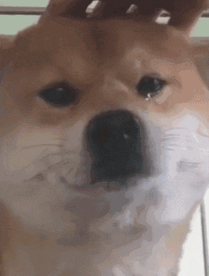 柴犬微妙表情变化动图