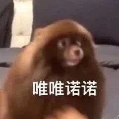 这是一张动态GIF表情包，主体是一只棕色的猴子，它做出低头抬手的动作，神态看起来小心翼翼、怯懦顺从，图的下方配有醒目的白色文字“唯唯诺诺”。该表情包生动还原了“唯唯诺诺”所表达的顺从、不敢反抗、小心翼翼的状态，常被用于网络社交场景中，比如职场沟通、日常聊天，用来形容自己或他人在面对权威、强势对象时的怯懦、顺从心态，能够直观且幽默地传递这类情绪。