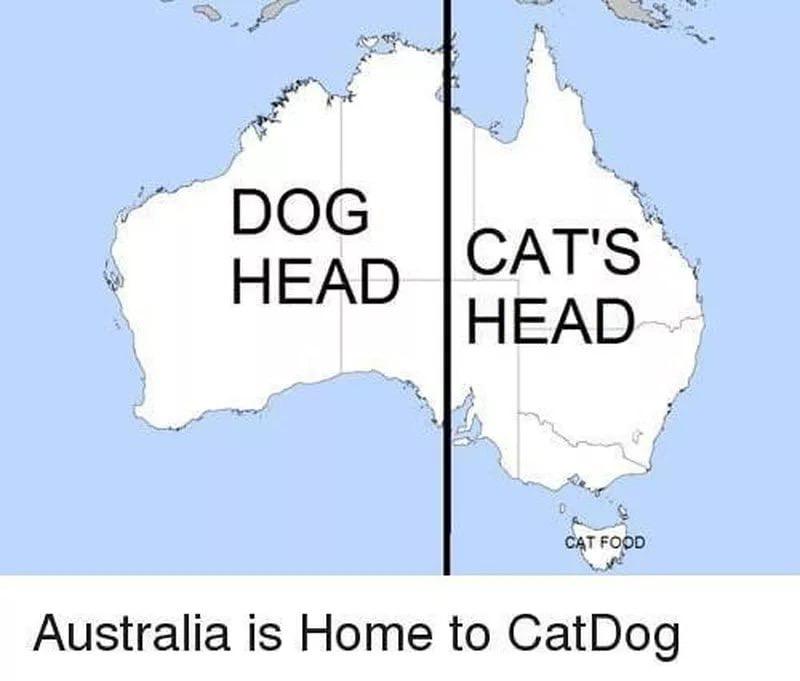 《猫狗CatDog》