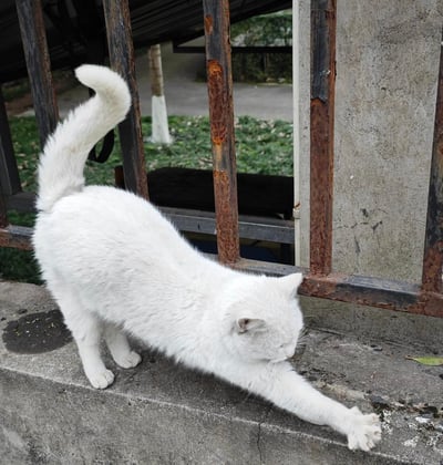 一只纯白的猫咪站在水泥台面上，正做出伸展身体的动作，前爪向前完全伸出，尾巴高高翘起，背景是生锈的铁栏杆和户外的绿植地面，整体氛围慵懒又放松。