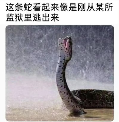 图片上方配有黑色文字“这条蛇看起来像是刚从某所监狱里逃出来”，下方为一张蛇的实拍照片。照片中蛇的头部高高抬起，嘴巴大张，身体呈现出紧张的弯曲姿态，周围有水花飞溅，背景模糊，整体画面给人一种蛇正处于慌乱逃窜状态的感觉。文字与蛇的姿态形成幽默的拟人化联想，仿佛这条蛇真的刚经历了一场惊险的越狱。