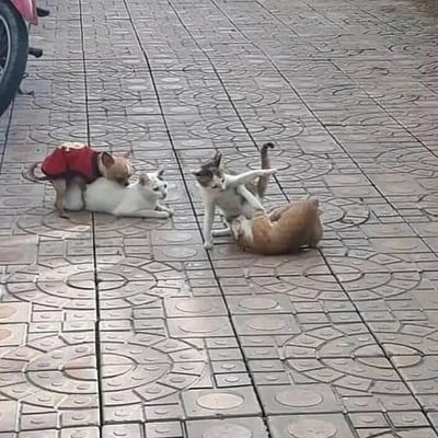 四只猫咪在铺有圆形花纹的砖石路面上玩耍互动：一只穿红色马甲的浅色小猫站在白色猫咪背上，另一只灰白相间的猫咪正伸出爪子逗弄着在地上打滚的橘色猫咪，画面充满活力与趣味。