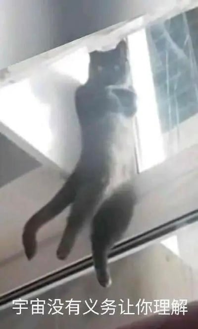 图中一只灰色猫咪因视觉错位，呈现出用前爪扒在窗户上方、身体和后腿悬空垂落的怪异姿态，看起来违背日常认知，十分荒诞滑稽。图片下方配有文字“宇宙没有义务让你理解”，用带有哲学感的严肃文案来调侃猫咪这一无法理解的奇怪姿势，形成强烈的反差感，用来表达对生活中各类无法理解的事物的调侃与佛系心态。