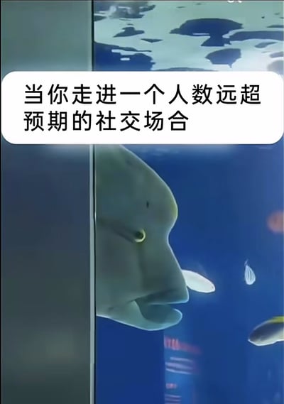 这是一张贴合社恐心理的搞笑梗图，上方配文“当你走进一个人数远超预期的社交场合”，下方是水族馆里的白鲸躲在柱子侧面、仅露出头部的画面，白鲸神态局促，仿佛在试图隐藏自己，完美还原了社恐人群面对超出预期的热闹社交场景时，内心紧张、想要逃避的真实状态，用动物的可爱行为精准共情了社恐人群的尴尬处境，引发广泛共鸣。