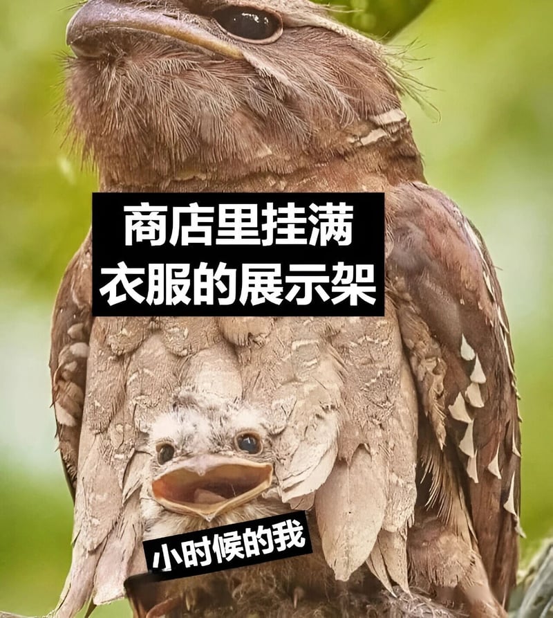 小鸟