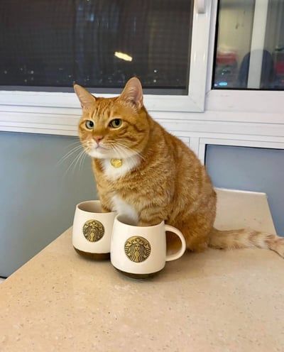 一只橘色虎斑猫，胸前有白色毛发，脖子上戴着金色圆形项圈，正淡定地坐在浅色台面上。猫咪前方摆放着两个白色星巴克马克杯，杯身上有标志性的绿色双尾美人鱼logo。背景是一扇玻璃窗，窗外隐约可见城市夜景的灯光反射，整体画面温馨治愈，猫咪表情专注，姿态端庄，仿佛一位“咖啡品鉴大师”。
