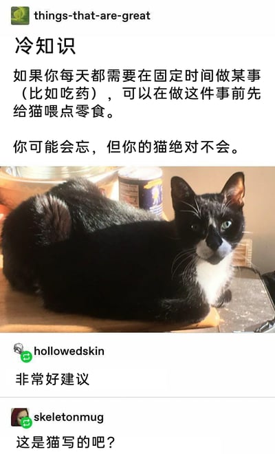 这是一则来自社交平台的搞笑图文内容，顶部账号things-that-are-great分享了一个趣味冷知识：如果有每天固定时间需要完成的事项（比如吃药），可以在执行该事项前给猫咪投喂零食，因为人可能会忘记时间，但猫咪会因为惦记零食而准时提醒主人。下方搭配了一只黑白花色的猫咪照片，这只猫咪趴在被阳光照射的平面上，眼神看起来精明又专注，仿佛在印证“绝对不会忘”的说法。随后有两位用户进行评论，用户hollowedskin表示“非常好建议”，用户skeletonmug则调侃“这是猫写的吧？”，整体内容结合猫咪贪吃且记性好的特点，既搞笑又给出了一个巧妙的生活小技巧，容易引发养猫人群的共鸣。