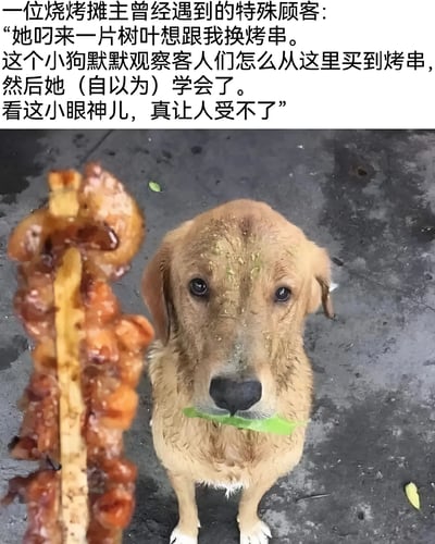 图片上半部分为文字描述，讲述一位烧烤摊主遇到的特殊顾客：一只金毛犬默默观察人们购买烤串后，叼来一片树叶试图交换烤串的趣事。下半部分是实拍图，一只金毛犬站在地面上，鼻子湿漉漉的，脸上沾着些许食物碎屑，嘴里叼着一片绿叶，正仰头注视着前方的烤串，眼神专注又带着一丝期待，模样十分可爱。