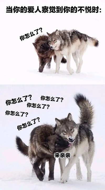 这是一张由两张野外狼的照片拼接而成的搞笑梗图，顶部配文点明主题“当你的爱人察觉到你的不悦时:”。第一张图中，神情关切的棕色狼凑近看起来情绪低落的灰白狼，询问“你怎么了？”；第二张图里，棕色狼开始反复追问“你怎么了？”，而原本低落的灰白狼则主动凑近，配文“来亲亲”，生动还原了情侣间一方察觉到另一方情绪不佳后，用密集的关心和亲密互动来哄对方的暖心又搞笑的相处日常，精准戳中了情侣间的甜蜜细节，让人觉得温馨又有趣。