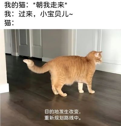 图片上方是三段对话式文字，分别为“我的猫：*朝我走来*”“我：过来，小宝贝儿~”“猫：”，中间是一只橘色猫咪背对镜头、尾巴翘起站在木地板上的照片，下方配有文字“目的地发生改变，重新规划路线中。”。通过拟人化的文字和猫咪实际走向别处的画面，形成幽默反差，展现猫咪行为的 unpredictability。