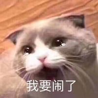 猫咪
