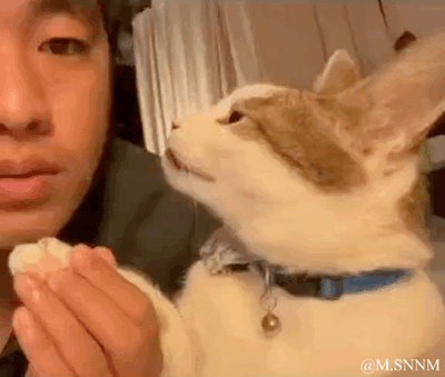 这是一段趣味十足的动态GIF，画面中男子握着自家猫咪的爪子，缓缓凑近猫咪想要亲吻它，猫咪一开始一脸期待地朝着男子的方向凑近，就在男子即将亲到猫咪的瞬间，猫咪突然猛地把脸怼向男子，直接将男子的脸撞开，原本温馨的氛围瞬间反转，充满了反差感，搞笑效果拉满。