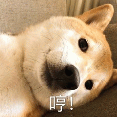 柴犬傲娇表情哼一声