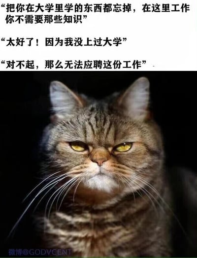 这是一张图文混排的静态梗图，上方是三段职场招聘的对话内容：招聘方先是提出“把你在大学里学的东西都忘掉，在这里工作你不需要那些知识”的要求，应聘者回应“太好了！因为我没上过大学”，随后招聘方又表示“对不起，那么无法应聘这份工作”，这段对话讽刺了职场招聘中存在的双标、不合理的要求；下方搭配了一只表情愤怒不满的灰纹猫咪，它眉头紧皱、眼神凶狠，面部神态充满了不悦，用猫咪的负面情绪来对应应聘者遇到这种荒诞招聘后的无语与愤懑，整体内容搞笑又扎心，精准戳中职场人对不合理招聘现象的共鸣。