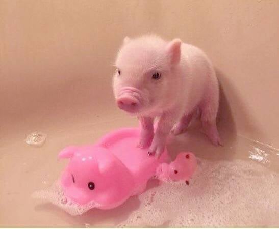 小猪仔的泡泡浴时光