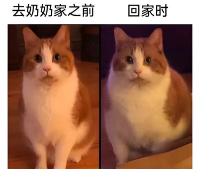 这是一张左右对比图，左侧图片上方文字为'去奶奶家之前'，展示一只体型正常的橘白猫咪端坐的样子；右侧图片上方文字为'回家时'，同一只猫咪体型明显变胖，表情依然呆萌。通过猫咪体型的夸张对比，幽默地表现了去奶奶家后被过度投喂导致体重增加的有趣现象，贴近生活中的'奶奶的爱'这一常见场景。