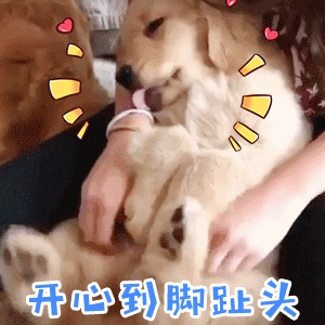 开心到脚趾头的小金毛犬