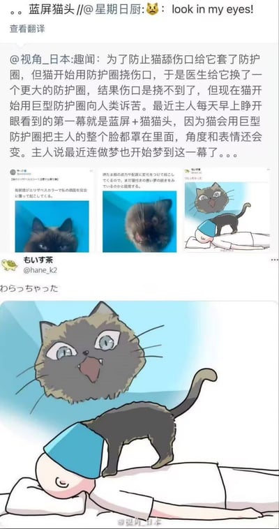 这是一组围绕猫咪戴防护圈（伊丽莎白圈）后出现“蓝屏猫头”现象的网络梗图。猫咪为防止舔伤口，被戴上蓝色透明大防护圈，本意是保护伤口，结果却形成其凝视时像“蓝屏”和“猫头”叠加的魔性画面。图片集包括真实猫咪照片和网友的手绘漫画演绎，配合趣闻解说，极具幽默和视觉冲击。漫画中主人早上醒来首先看到巨大猫脸覆盖头顶，让人有种滑稽“被猫支配”的感觉。整体氛围轻松沙雕，非常适合宠物或搞笑场景下传播。 

没有明显的谐音、双关，但“蓝屏猫头”形容靠近蓝色防护圈下猫脸的bug感，有点类比“电脑蓝屏”的幽默。
