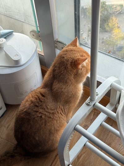 一只橘色的猫咪正坐在窗边，背对着镜头专注地眺望窗外。它的毛发呈温暖的棕橘色，体态圆润，耳朵竖起，似乎被窗外的景象所吸引。猫咪身旁放着一个白色的电饭煲，旁边是木质地板，窗台上能看到窗外模糊的街道和树木，整体场景呈现出温馨宁静的居家氛围。