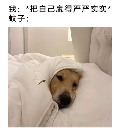 这是一张吐槽夏日被蚊子骚扰的搞笑图文，上方文字分为两部分，“我”的动作是把自己裹得严严实实，对应下方的图片：一只狗狗将自己裹在白色被子里，只露出脑袋趴在床上，眼神无奈又带着烦躁，而被子上就停着一只类似蚊子的昆虫，生动地表现出就算把自己包裹得再严实，也躲不开蚊子骚扰的无奈处境，精准戳中了夏天被蚊子困扰的人们的共鸣，用宠物的可爱模样放大了这种搞笑又无奈的情绪。