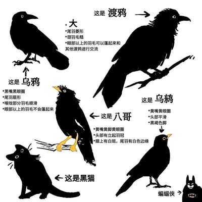 这是一张风格幽默的趣味科普图文，以黑色剪影的形式呈现了四种容易混淆的黑色鸟类（乌鸦、渡鸦、八哥、乌鸫），并针对每种鸟类标注了专属的区分特征，帮助观者快速辨别。同时还加入了黑猫、蝙蝠侠两个非鸟类的黑色形象作为趣味彩蛋，其中黑猫是混入的黑色动物，蝙蝠侠是经典的黑色虚构角色，整体内容兼具科普性和趣味性，通过简洁的文字和直观的剪影降低了科普的枯燥感，适合在社交平台传播。