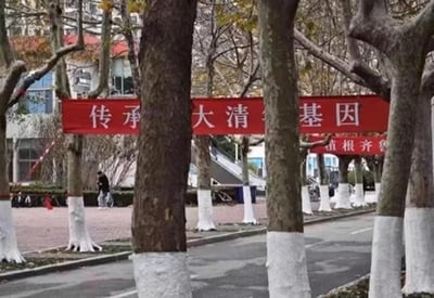 这是一张校园户外实拍图，画面里道路旁的行道树树干恰好挡住了红色宣传横幅的中间文字。原本的标语应为“传承清华基因”，但由于“华”字被树干完全遮挡，视觉上变成了“传承大清基因”，形成了有趣的乌龙效果。画面下方还有一条小横幅写着“植根齐鲁”，背景可见校园建筑、行人和其他行道树，整体是日常的校园场景，没有使用谐音梗或双关，单纯是树木遮挡造成的文字视觉错位。