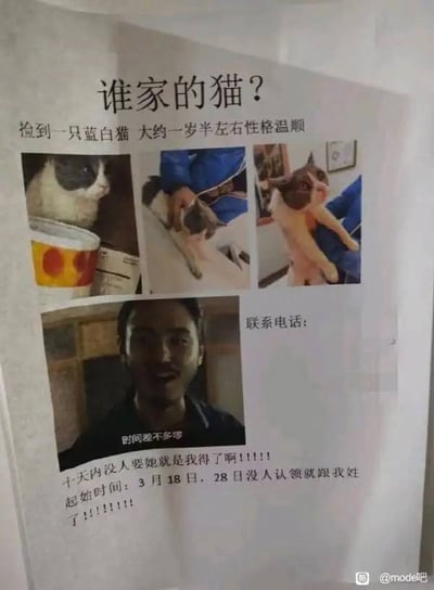 这是一张悬赏找猫主人的幽默启事，以几张蓝白猫的特写照片搭配直白文案。启事称捡到一只性格温顺的大约一岁半蓝白猫，附有自己的联系电话和“最后通牒”内容——如果十天内没人认领猫咪就归自己所有。语言风格有些搞笑和俏皮，带有一种“收编”气息，非常适合网络传播。

其中“十天内没人要她就是我得了啊！！！”一类措辞，是流行的“最后通牒式自留”幽默表达，符合社交网络的吐槽氛围。