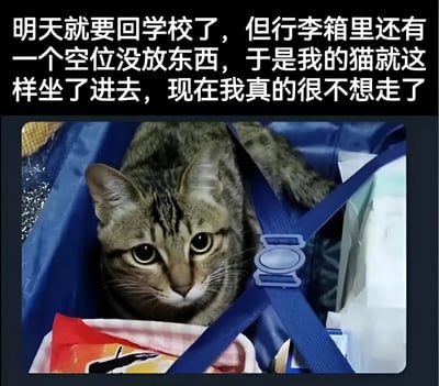 图片上方配有文字说明：'明天就要回学校了，但行李箱里还有一个空位没放东西，于是我的猫就这样坐了进去，现在我真的很不想走了'。下方是一张实拍图，一只虎斑猫正坐在蓝色行李箱的空位中，周围堆放着衣物等行李物品，猫咪睁着大眼睛抬头看向前方，表情无辜可爱。整个画面展现了主人即将返校时，宠物猫意外占据行李箱空位，引发主人不舍情绪的温馨场景。