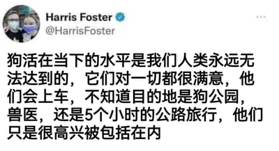 这是一张Twitter（现X平台）的帖子截图，发布者为Harris Foster（@HarrisFoster），头像显示两位佩戴口罩的人物。帖子内容用中文表达了对狗狗活在当下态度的赞赏，提到狗狗无论目的地是狗公园、兽医还是长途公路旅行，都因被包括在内而感到高兴，凸显了狗狗简单纯粹的快乐和对当下的满足感。