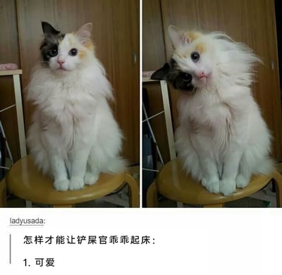 这是一组左右对比的静态图文内容，主体是一只三色长毛猫咪：左侧画面里猫咪端正地坐在圆凳上，表情平静，姿态规整；右侧画面中同一只猫咪歪着脑袋，摆出软萌的可爱姿态。下方是用户ladyusada的配文，以教程的形式分享让铲屎官乖乖起床的方法——靠可爱，用猫咪的两种状态直观展现“可爱”这一招的反差感，精准贴合铲屎官与猫咪的日常互动场景，充满治愈的萌感，容易引发养猫人群的共鸣。