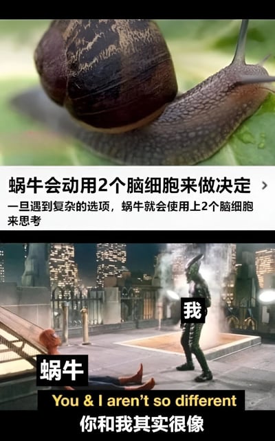 图片分为上下两部分。上半部分是一只蜗牛的特写照片，配文说明“蜗牛会动用2个脑细胞来做决定 > 一旦遇到复杂的选项，蜗牛就会使用上2个脑细胞来思考”，调侃蜗牛思考能力简单。下半部分是电影《超凡蜘蛛侠2》的截图，画面中蜘蛛侠（被标注“蜗牛”）倒在地上，电光人（被标注“我”）站在对面，下方配有文字“You & I aren't so different 你和我其实很像”，通过对比将自己比作蜗牛，自嘲面对复杂问题时思考能力有限，充满幽默和自嘲意味。