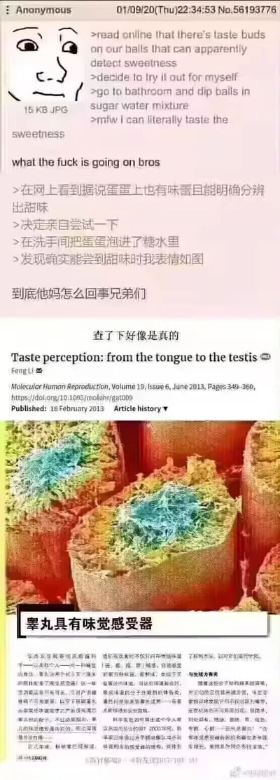 这是一张竖屏的图文混排超长图，整合了三部分内容：第一部分是4chan论坛匿名用户的帖子，用户用英文和中文双语分享自己看到“睾丸存在能分辨甜味的味觉感受器”的说法后，亲自进行实验，将睾丸泡进糖水中，结果确实尝到甜味，配了一张经典的网络meme表情表达自己的疑惑与震惊；第二部分展示了发表在《Molecular Human Reproduction》2013年第19卷第6期的学术论文《Taste perception: from the tongue to the testis》的截图，以及睾丸味觉感受器的显微图像，为该说法提供学术依据；第三部分是中文科普文章内容，标题为“睾丸具有味觉感受器”，详细解读了该研究，说明这类味觉感受器不仅能感知味道，还和生殖力有关，相关分子在人体多处有分布，右下角带有@果壳网的水印。整个内容将网络趣味实验和严肃科学研究结合，以趣味化的方式科普人体冷知识。