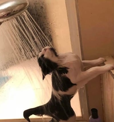 一只黑白相间的猫咪正在淋浴，浑身湿透的它仰着头，前爪紧紧扒住淋浴间的边缘，仿佛在倔强地对抗水流的冲击。背景中淋浴头正喷出水柱，墙壁上还残留着水珠，整个画面充满了反差萌。