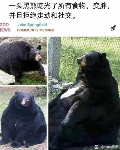 这是一张多图拼接的图文混排梗图，由三张真实的黑熊照片组成，呈现了同一只黑熊从正常体态逐渐变胖的过程。图上方配文“一头黑熊吃光了所有食物，变胖，并且拒绝走动和社交”，将黑熊的状态拟人化，调侃当代部分人群暴饮暴食后变得慵懒、不愿出门社交的生活状态，用动物的真实状态映射人的行为，容易引发大众共鸣，充满搞笑趣味。三张照片分别展示了黑熊倚靠石块的正常状态、瘫坐地面的憨态、以及慵懒躺靠的放松状态，直观体现了“变胖后拒绝走动”的特点。