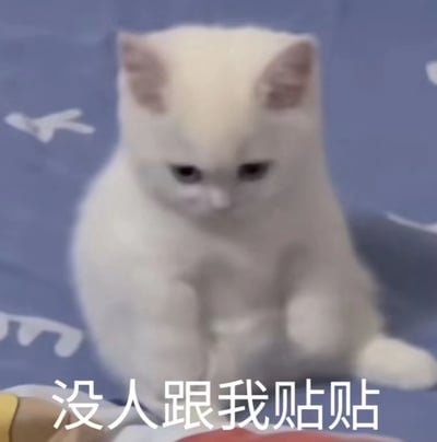 图片中是一只白色小猫，耳朵内侧呈粉色，正坐在印有白色飞鸟图案的蓝色背景上。小猫眼神低垂，瞳孔呈黑色，表情略带委屈，身体微微蜷缩，前爪并拢放在身前，整体姿态显得有些孤单。图片底部有白色加粗文字“没人跟我贴贴”，直白表达了渴望亲近和陪伴的情绪。画面通过猫咪的无辜神态与文字内容结合，营造出既可爱又让人心疼的氛围。