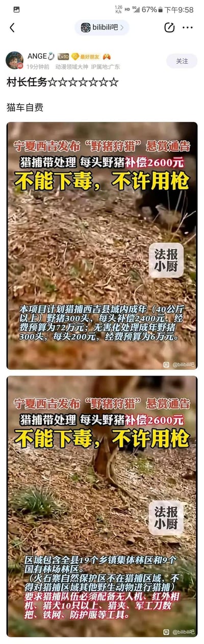 该图片为Bilibili平台用户“ANGE”发布的帖子截图，内容围绕宁夏西吉县发布的“野猪狩猎”悬赏通告展开。帖子包含两张通告图片，详细说明了狩猎补偿标准（每头野猪2600元）、狩猎限制（禁止下毒、用枪）、计划猎捕数量（300头）、经费预算（总计79.2万元）以及猎捕区域（全县19个乡镇集体林区和9个国有林场林区）等信息。用户在帖子顶部添加了“村长任务★★★★★★★ 猫车自费”的评论，疑似用游戏术语调侃该狩猎任务。