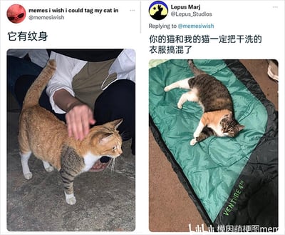 这是一张由两张X平台截图拼接而成的趣味萌宠梗图，左侧用户@memesiwish分享了一只猫咪的照片，这只猫的一只前肢花纹如同人类的“花臂纹身”，配文“它有纹身”；右侧用户@Lepus_Studios看到后，分享了自家两只猫咪叠躺在一起的照片，两只猫咪的身体花纹拼接起来恰好能和左侧猫咪的花纹对应，仿佛是左侧猫咪的另一部分，配文“你的猫和我的猫一定把干洗的衣服搞混了”，利用猫咪花纹的巧合制造出猫咪“互换身体部位”的搞笑视觉错觉，充满趣味性。