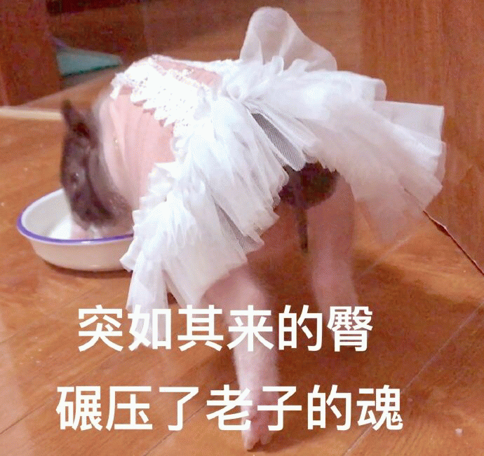 穿蕾丝裙的小猪用屁股“碾压灵魂”