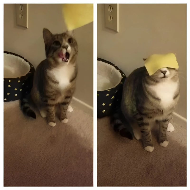 灰虎斑猫