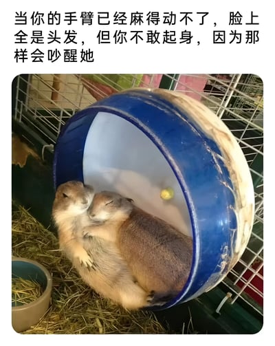 图片展示了两只草原犬鼠在蓝色滚轮中蜷缩在一起熟睡的场景。上方配有文字：'当你的手臂已经麻得动不了，脸上全是头发，但你不敢起身，因为那样会吵醒她'，通过拟人化的手法将动物间的亲密睡姿幽默地比喻为情侣间的相处情景，展现了一种既甜蜜又无奈的氛围。