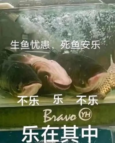 图片展示了一个鱼缸，里面有几条鲤鱼。鱼缸上方有文字'生鱼忧患，死鱼安乐'，下方对应三条鱼分别标注'不乐'、'乐'、'不乐'，底部有'Bravo YH'标识和'乐在其中'字样。图片通过谐音梗（'鱼'与'余'谐音，化用'生于忧患，死于安乐'的成语）制造幽默效果，中间的鱼因标注'乐'而显得与其他两条'不乐'的鱼形成对比，整体带有讽刺和调侃的意味。