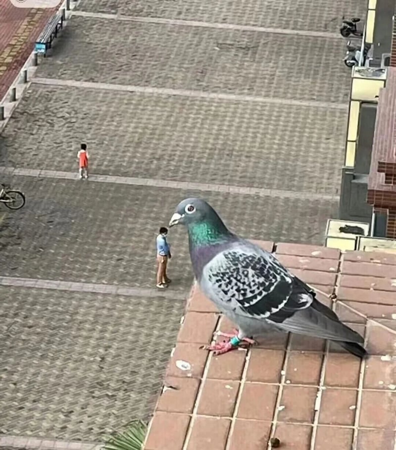 鸽子