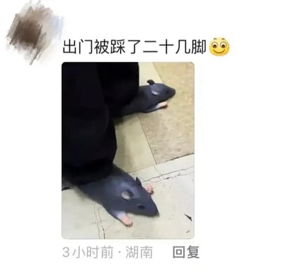 这是一张社交媒体平台的回复截图，图中展示了一双印有逼真老鼠图案的鞋子，从特定视角看过去，仿佛是穿着鞋子的人踩在地上的老鼠身上。配文“出门被踩了二十几脚😉”用幽默的语气调侃自己的鞋子图案容易造成视觉误会，通过视觉错位的效果制造出搞笑的反差感，引发网友趣味联想。