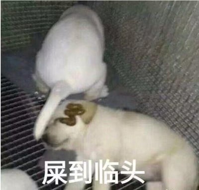图中呈现两只小狗的真实场景：一只背对镜头的小狗在另一只趴在金属网格上的小狗上方排便，粪便恰好落在下方小狗的头部位置。图片底部配有文字“屎到临头”，这是谐音梗，谐音“事到临头”，用画面里的真实粪便场景对应文字，制造出荒诞搞笑的效果，用来调侃人突然遇到棘手、突发的状况，以幽默的方式表现出窘迫、无奈的处境。