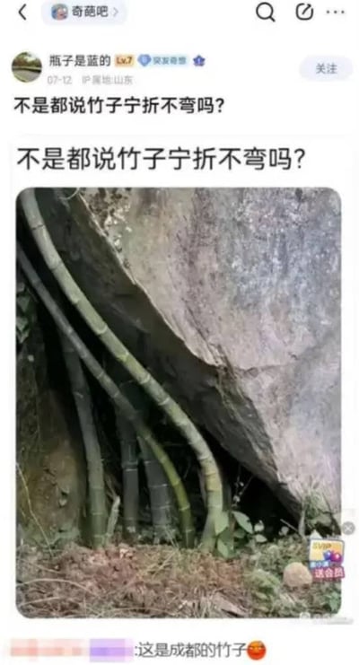 社交媒体帖子截图，标题为"不是都说竹子宁折不弯吗？"，下方配有一张竹子在岩石下弯曲生长的照片，形成幽默对比。底部有评论"这是成都的竹子😂"，暗示地域特色或调侃竹子特性。