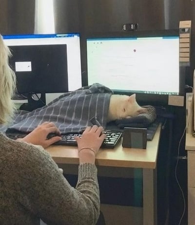 一位金发人士正在双屏电脑前工作，而一只白猫被灰色格子毯子包裹着，舒服地趴在键盘旁边的桌面上熟睡。猫咪的头枕在桌面上，身体被毯子覆盖，只露出白色的头部和耳朵，显得十分惬意。主人则在猫咪旁边的键盘上继续打字，形成了一幅温馨又有趣的办公场景，展现了宠物与主人工作日常的和谐画面。