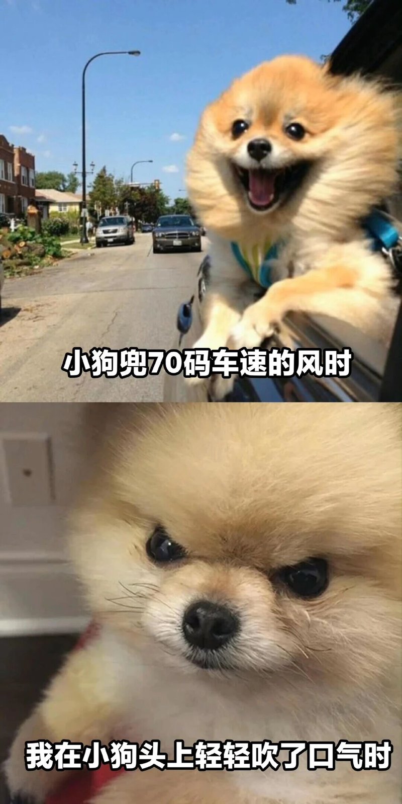 博美犬