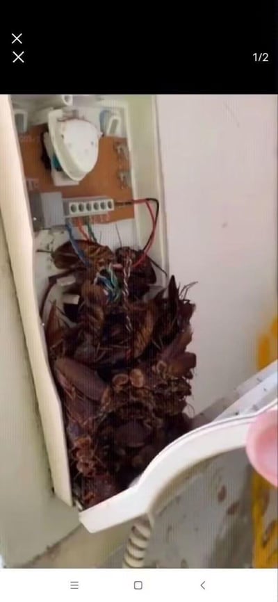 照片中显示一个配电箱内部被大量蟑螂占据，死去的蟑螂堆积成山，几乎填满了整个箱体底部。配电箱内可见红蓝电线连接到端子排，而大量深褐色的蟑螂尸体堆积在底部，形成令人不适的景象。右下角可见部分白色塑料物体，可能是卫生间的马桶边缘，暗示这可能是在潮湿环境如卫生间发现的严重虫害问题。